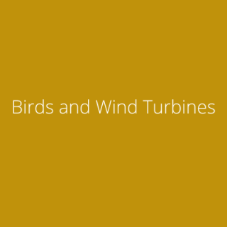 Birds and Wind Turbines