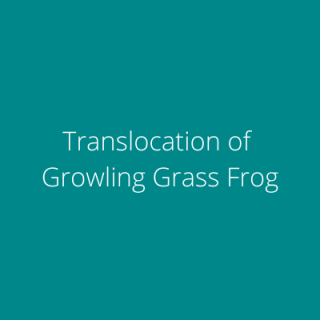 Translocation of Growling Grass Frog