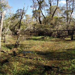 Important changes to the Victorian Native Vegetation Removal Regulations