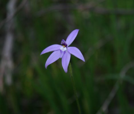 Ecologist | Botanist (NSW)