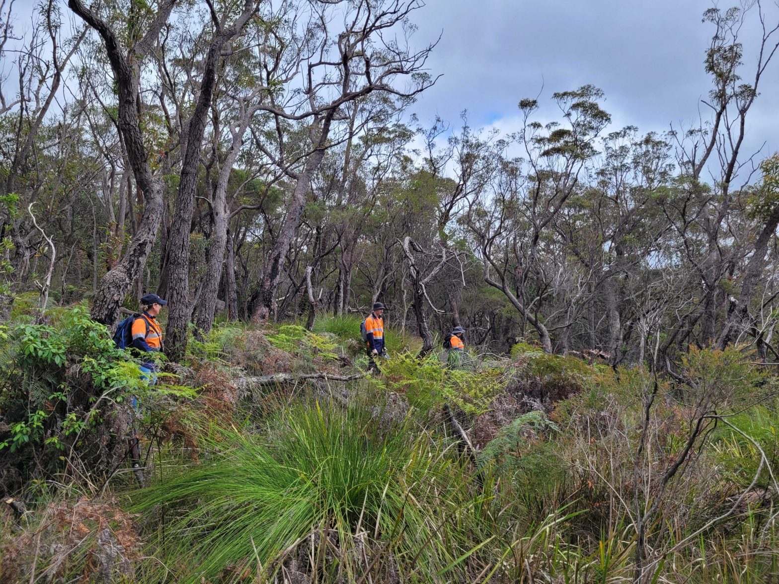 ecologist walking through thick green vegetation