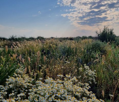 Senior Ecologist Albury