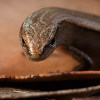 New research sheds light on factors limiting lizard species distribution.