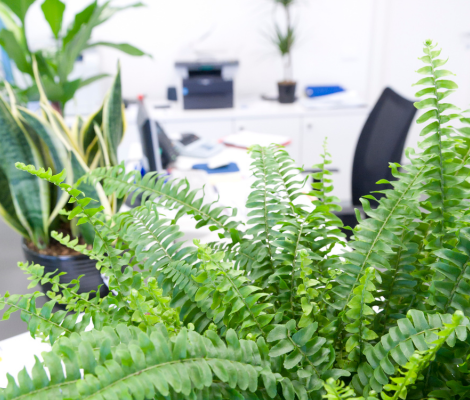 office with green plant
