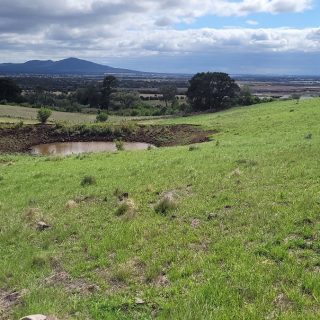 Survey Process Unveiled for Victorian Grassland Earless Dragon