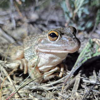 Winton Wetlands Growling Grass Frog reintroduction: Sponsorship update