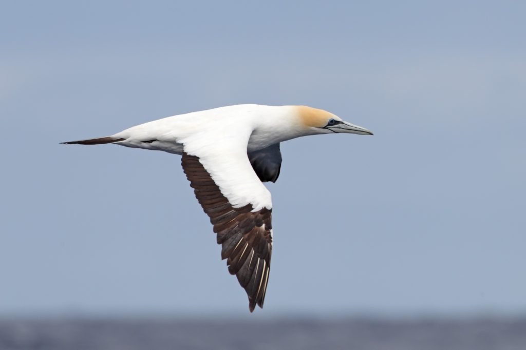 Australian_Gannet_RClark_Seabird survey specialists