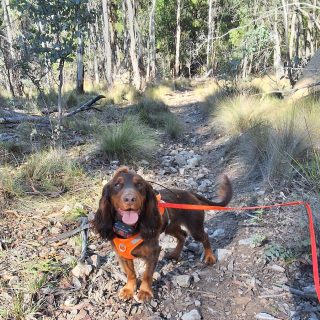 Monty the wildlife detection dog