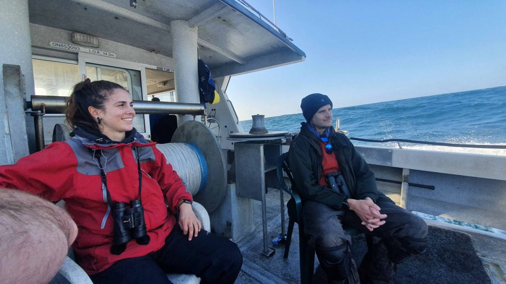 Biosis offshore wind marine and bird survey ecologists