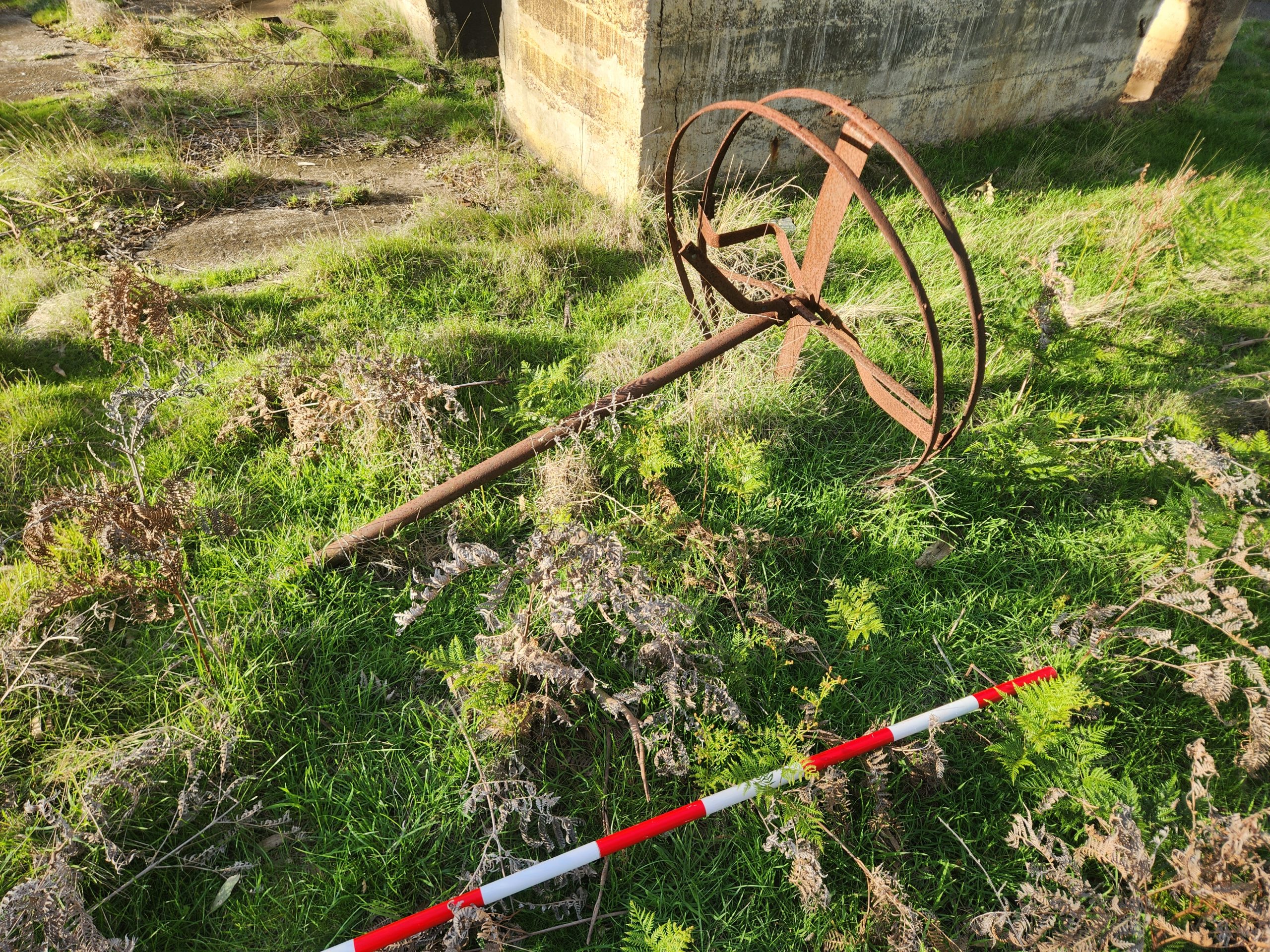 tool for chopping and drying chicory