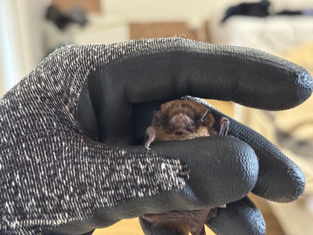 Chocolate-Wattled-Bat-