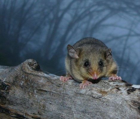 Graduate Ecologist (Zoology Stream)