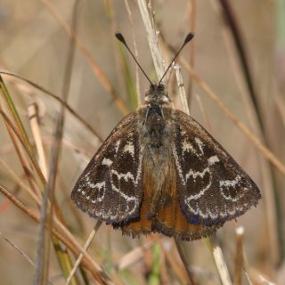 Golden Sun Moth Season – Targeted Fauna and Flora Surveys
