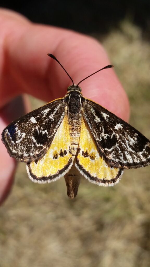 The Golden Sun Moth are an endangered species in Australia, appearing more often in summer.