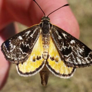 Sun Moth Season and Targeted Fauna and Flora Surveys
