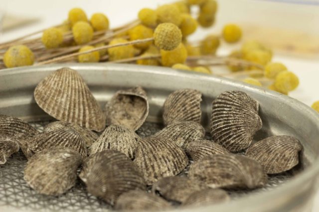 Midden Cockle Shells