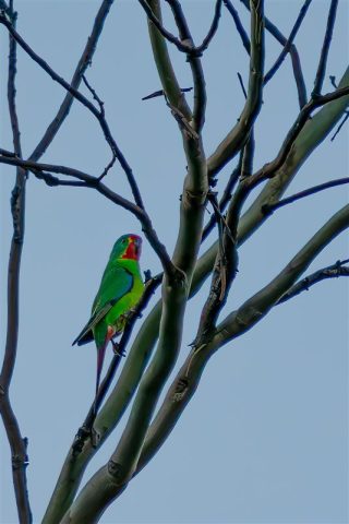 Swift Parrot