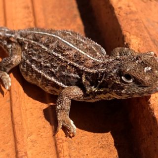 Survey Process Unveiled for Victorian Grassland Earless Dragon