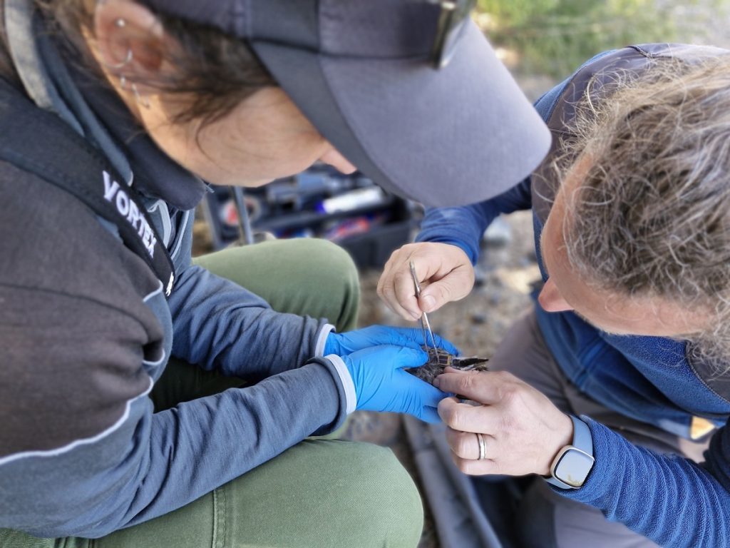 Biosis A Fromant & C Tingate tagging RNStint