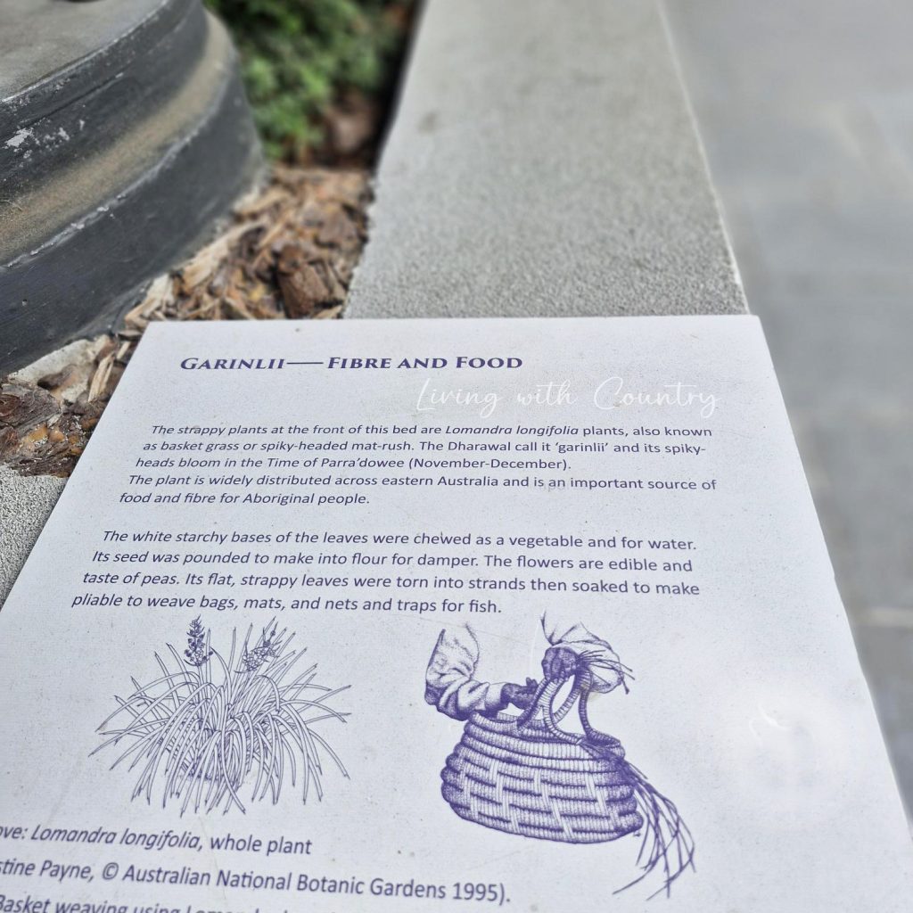 Living with Country Lomandra