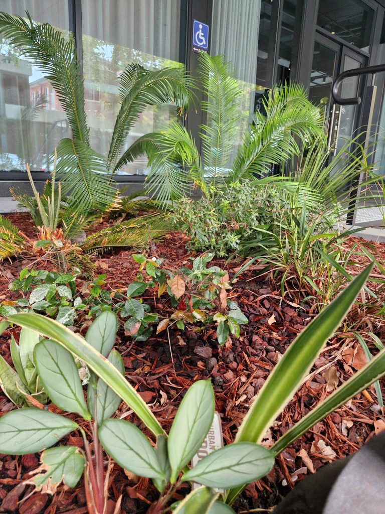 Northsea HIP Indig Plants Wollongong