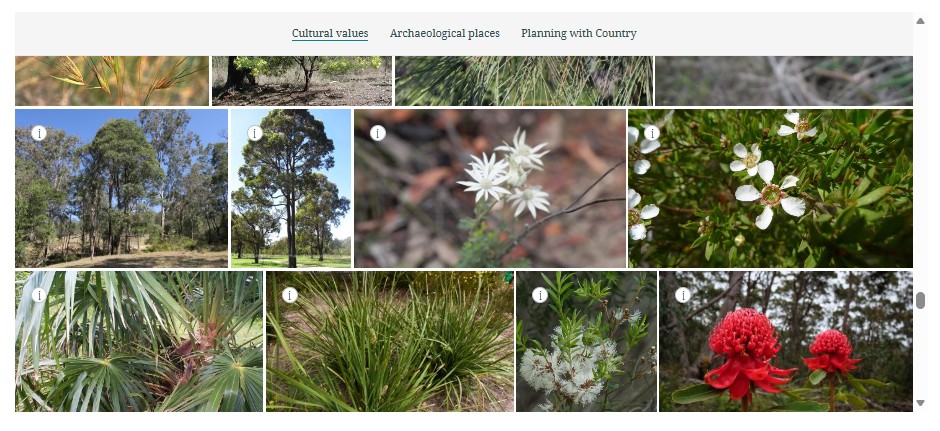 Sample ArcGIS StoryMap display of native flora and fauna