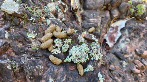 BSSAR Sample Koala Scat