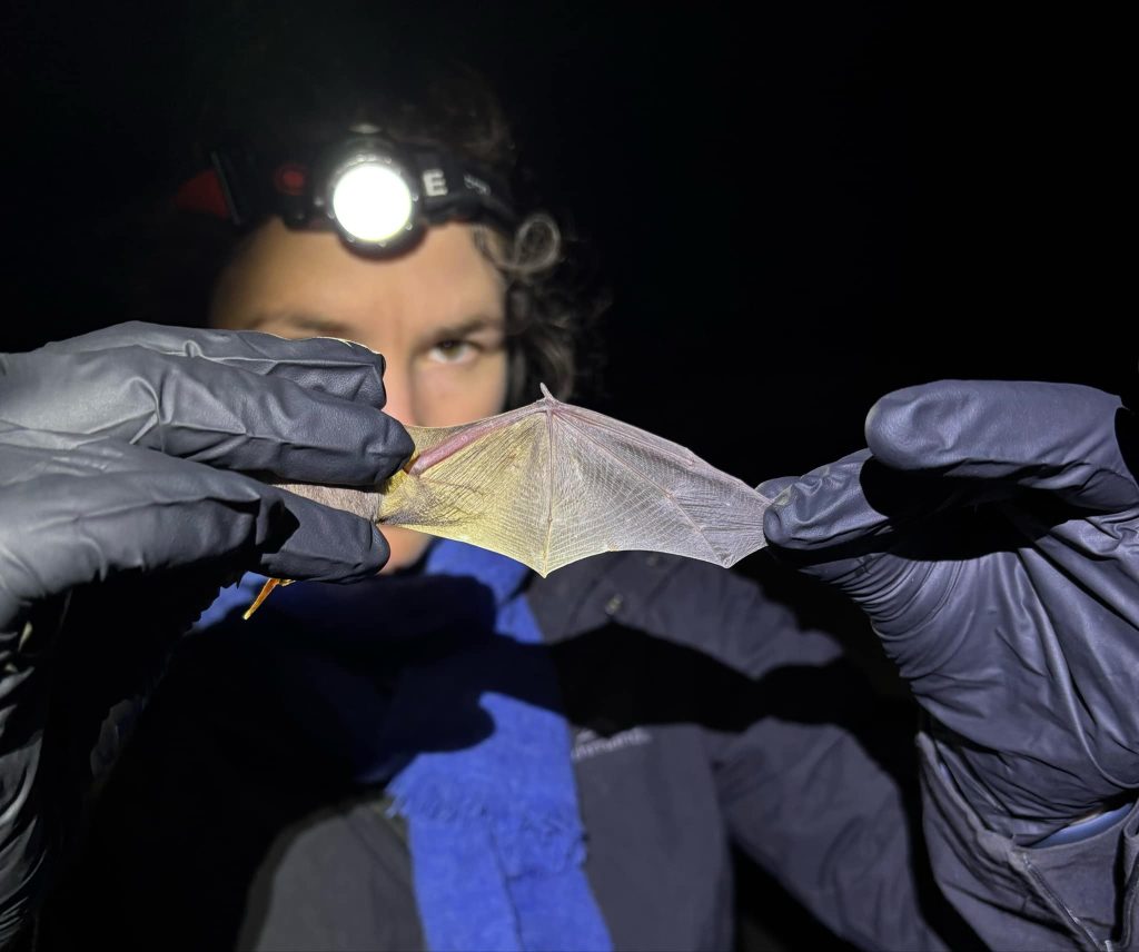 Emma Heath with Free-tailed Bat
