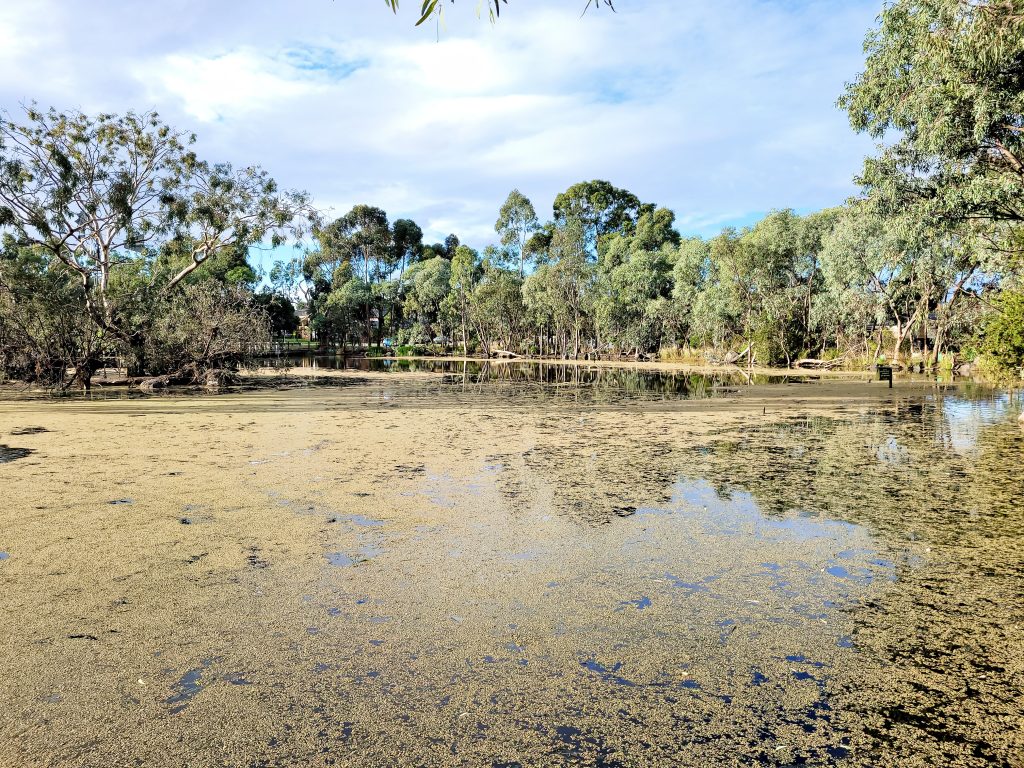 Peter Hopper Lake surrounded by trees