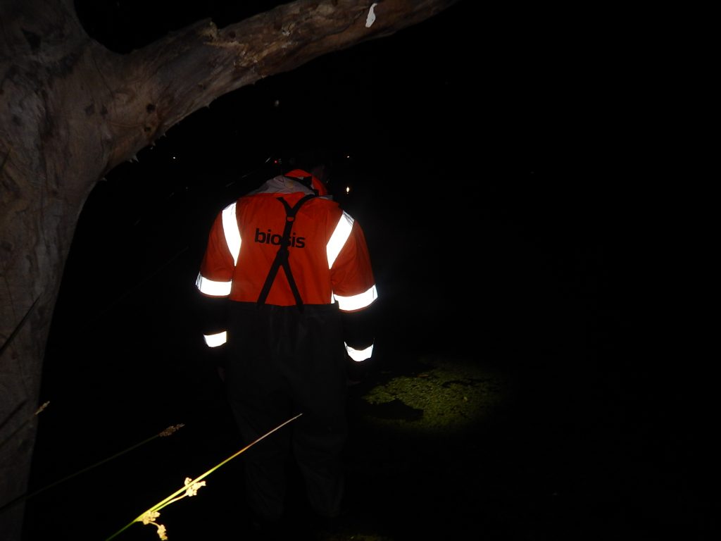 Biosis consultant with an orange high visibility vest from the back during a night survey